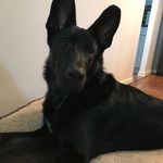 Preston - @preston_love_dogs - Instagram