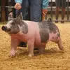 Preston McCarty - @prestonmccarty8 - TikTok