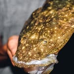 Preston Morgan - @preston_fishes - Instagram