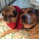 Susan Preston Stein - @steinpreston - Instagram