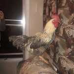 preston todd seehausen - @prestontoddseehau - Instagram