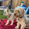 Preston&Tyson - @wonderw3891 - TikTok