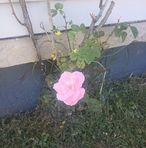 Preston Whitehead - Facebook