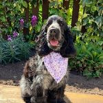 primrose walker - @primrose_wuv_mypuppy - Instagram