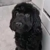 Prina Patel - @enzo_the_furrari - TikTok