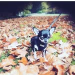 Prince barrett - @princebthepup - Instagram