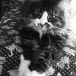 Joyce Prince Chaney - @morgancat1 - Instagram