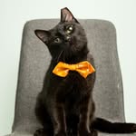 Omar Prince Chaney - @omarthepurrfect - Instagram