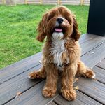 Prince Cooper - @princecooper2021 - Instagram