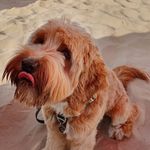 Prince Cooper ❤ - @cooper_the_cobberdog - Instagram