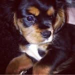 Harvey🙈🐶❤️ - @prince_.harvey - Instagram