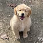 Harvey “Specter” Lipman - @prince_harvey_of_nashville - Instagram