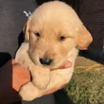 Prince Harvey - @princeharveygolden - Instagram