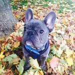 Prince Harvey - @harvey.frenchie - Instagram