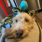 Humphrey - @prince.humphrey.1 - Instagram