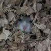 Humphrey the hammy - @prince.humphrey - TikTok