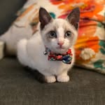 Prince Macaron aka Mackey - @theattackofthemackey - Instagram