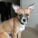 Prince Kolby Mathis - @princethechihuahua_ - Instagram