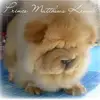 prince matthews pet supply - @princematthewskennel - TikTok