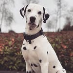 Prince & Ross 🐾 - @dalmatianprinceandross - Instagram
