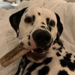 Prince Weaver 👑 - @princedalmation - Instagram