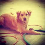 Princess Carrillo - @princesstheprettypup - Instagram