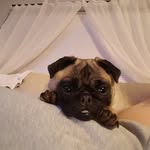 Princess the pug - @princess.collier - Instagram