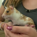 princess drake biscuit - @princ3ssbiscuit - Instagram