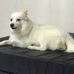 Princess snow & lord drake of winterfel - @snowy_drake_samoyed - Instagram