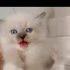 princessjharrellccaguini - @princessjharrellccaguini - TikTok