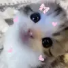 knoxx - @princessknoxx - TikTok