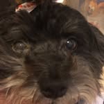 Princess Marks - @imma_dog5544 - Instagram