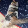 princess mora - @princessmorathecalico - TikTok