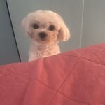 P - @priscilla.canova - Instagram