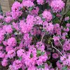 priscilla_chambers32 - @priscilla_chambers32 - TikTok