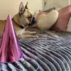 Priscilla - @priscillapacicco - TikTok