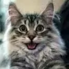 priscillacisneros65 - @priscillacisneros65 - TikTok
