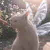 Priscilla 🧚‍♀️ ✨ - @fairy.priscilla - TikTok