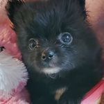 Priscilla June Glover - @priscillathepom2020 - Instagram