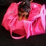 priscilla goldsmith - @goldsmith1967 - Instagram