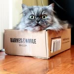 Priscilla greer - @misspristhecat - Instagram