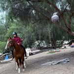 Priscilla Healy - @obstacles_with_horses_ - Instagram