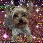 Priscilla Hoffman - @priscilla.hoffman.100 - Instagram