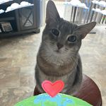 Priscilla Huffman - @purrcieh - Instagram