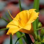 Priscilla Leach - @stellarflower72 - Instagram