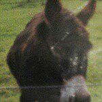 xxopriscillaxxo - @priscillamcgrath64 - Instagram