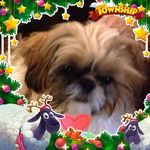 Priscilla Montgomery - @dogcatboth2 - Instagram