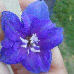 Priscilla - @priscillamorse123 - Instagram