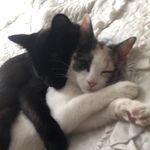 Priscilla (Silly) & Salem - @sillycatsalem - Instagram