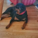 Priscilla Schroeder - @mirasweetpea_rottweilers - Instagram